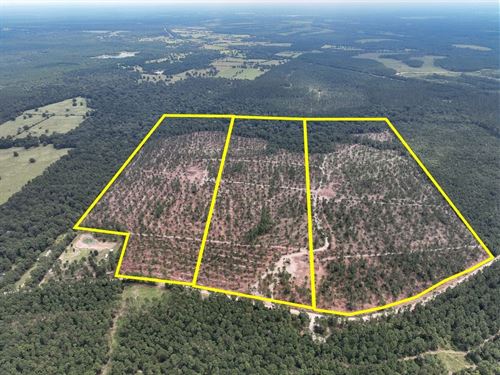 84 Acres, T-31, Boontown Road, 4 : Groveton : Trinity County : Texas