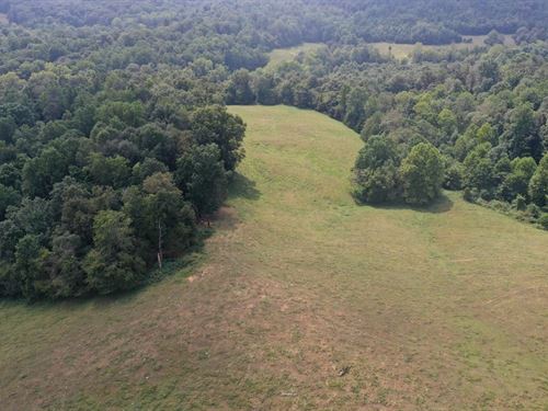 Cattle Hunting & More : Buffalo : Taylor County : Kentucky