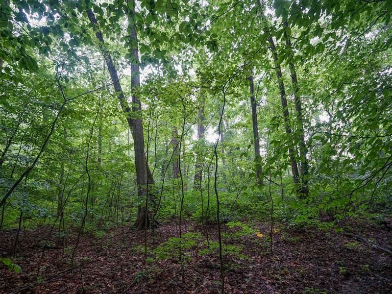 Duncanson Rd Lot 1 23.4 : Sardinia : Highland County : Ohio
