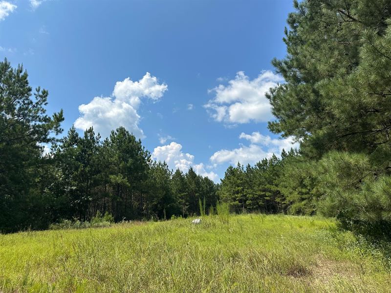 Tallawampa Creek Tract : Lou : Choctaw County : Alabama