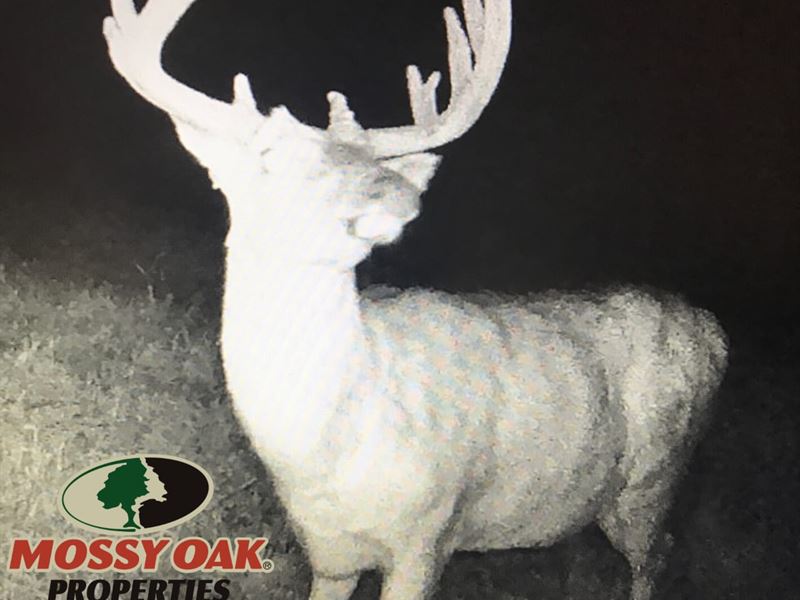 45 Acres 10523 Lehring Rd Byron : Byron : Shiawassee County : Michigan
