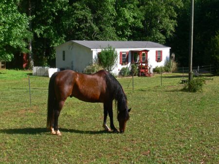 Affordable Mini-farm - 5ac : Watkinsville : Oconee County : Georgia
