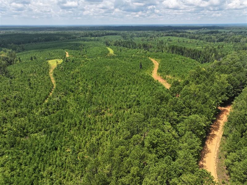 180 Acres in Pickens County, AL : Millport : Pickens County : Alabama