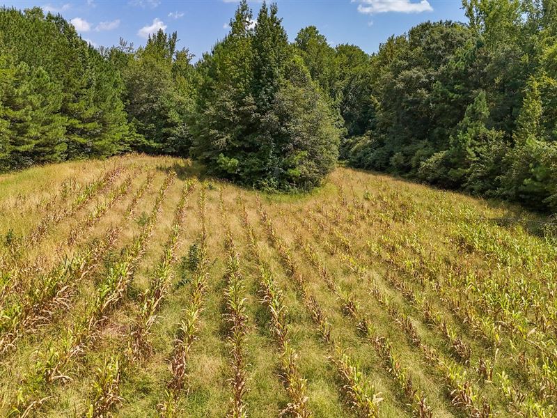 167 Acres, Timber & Investment Tr : Wadley : Chambers County : Alabama