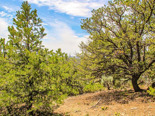 Prime Hunting Base Camp in Rockies : Fort Garland : Costilla County : Colorado
