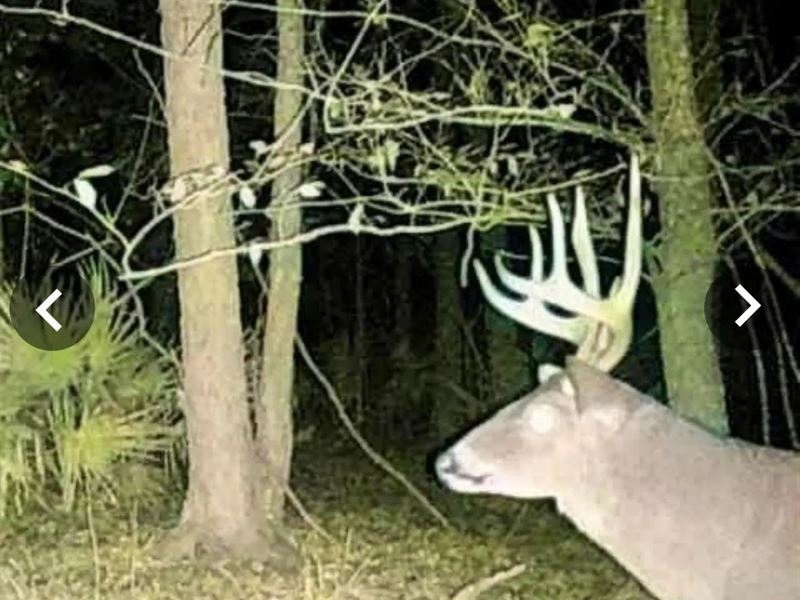 36 Acres in Humphreys County, MS : Belzoni : Humphreys County : Mississippi