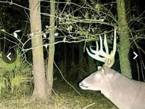 36 Acres In Humphreys County, MS : Belzoni : Humphreys County : Mississippi