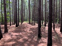 Beautiful Property Along A Creek : Thomson : McDuffie County : Georgia