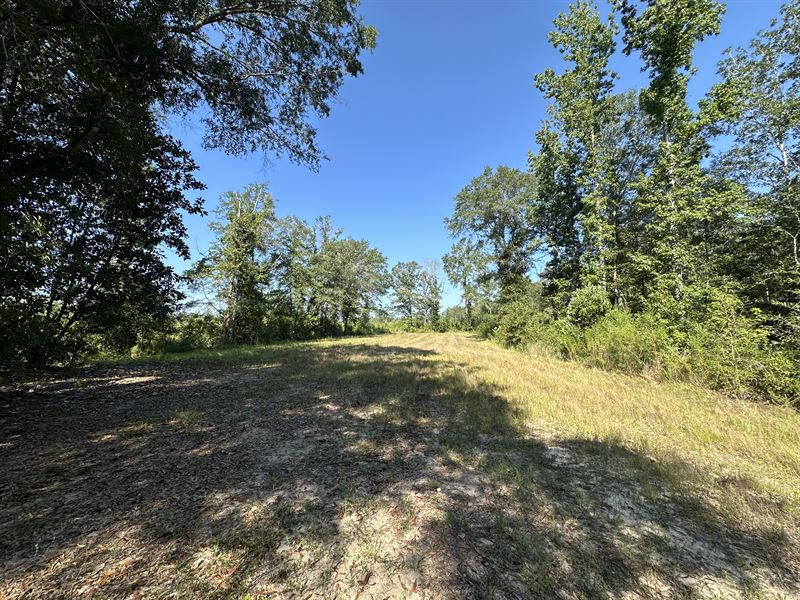 Bilbo Creek Tract-66 Acres : Tibbie : Washington County : Alabama