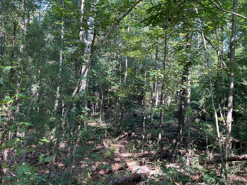 Patsburg Hwy Lot 2, 10.12 Acres : Luverne : Crenshaw County : Alabama