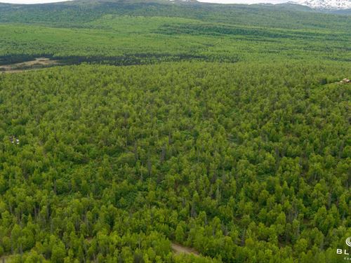 5 Wooded Acres in Talkeetna, Alaska : Talkeetna : Matanuska-Susitna Borough : Alaska