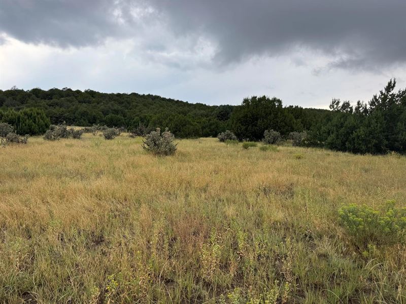 Reins Rd Lot 51, Walsenburg, Co : Walsenburg : Huerfano County : Colorado