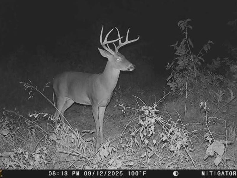 Oak Forest Road : Bland : Gasconade County : Missouri