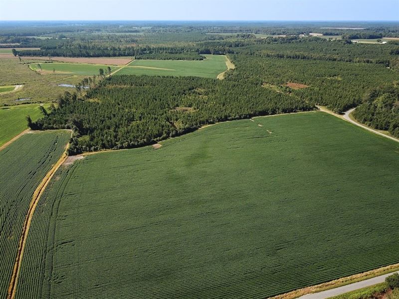 132 Acres of Farm and Hunting Land : Newsoms : Southampton County : Virginia