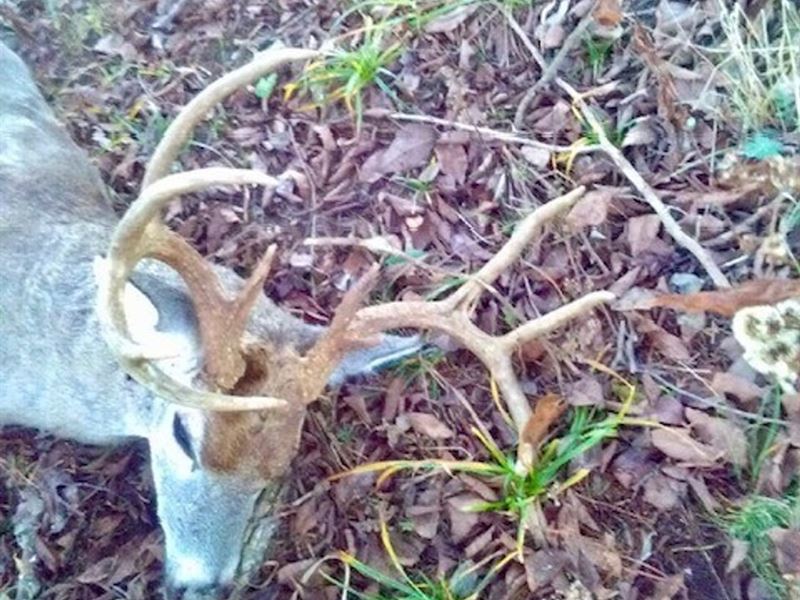 164 Acres, 2 Spring Fed Ponds, Priv : Mountain Grove : Douglas County : Missouri