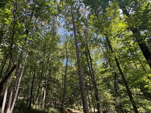 Hale County Hardwood Timber Tract : Havana : Hale County : Alabama