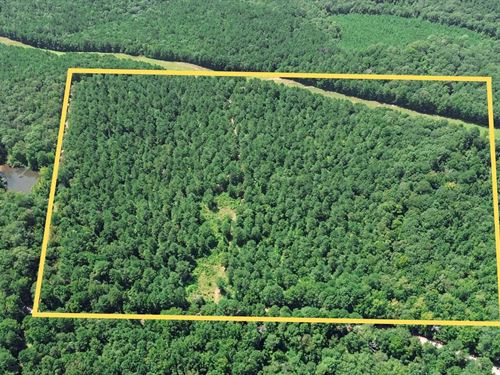 Lincoln Parish Timberland For Sale : Dubach : Lincoln Parish : Louisiana