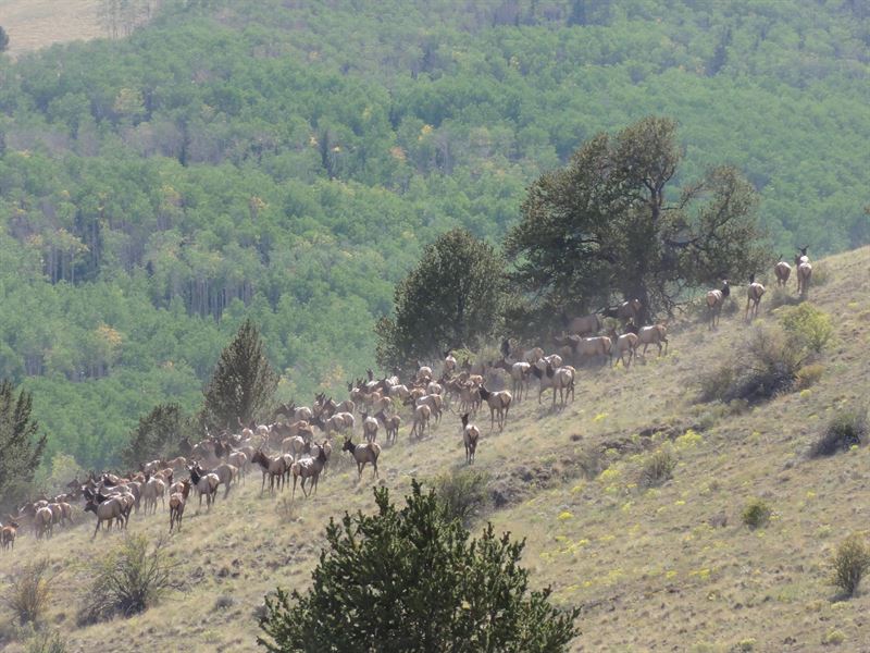 Elk Highlands Ranch : Guffey : Park County : Colorado