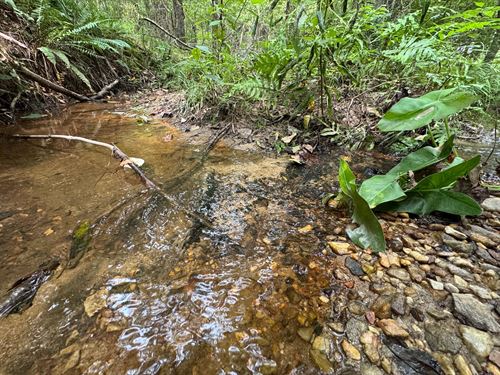 44.95 Acres in Coosa County : Equality : Coosa County : Alabama