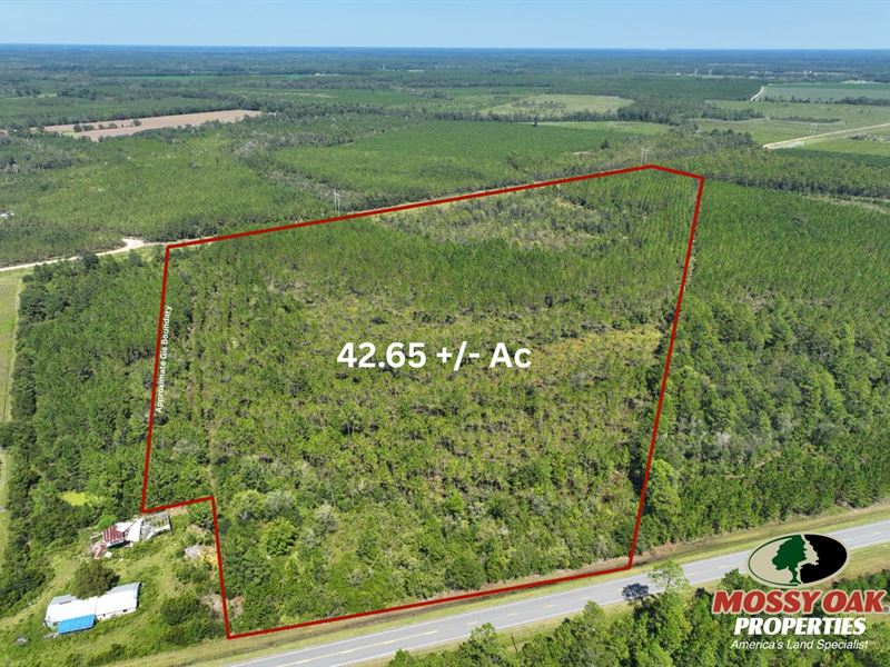 42.65 Ac Land for Sale Pierce : Bristol : Pierce County : Georgia