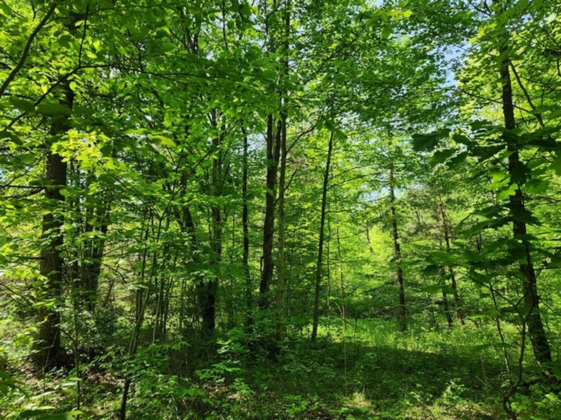 Pine Meadows with Stream : Erin : Chemung County : New York
