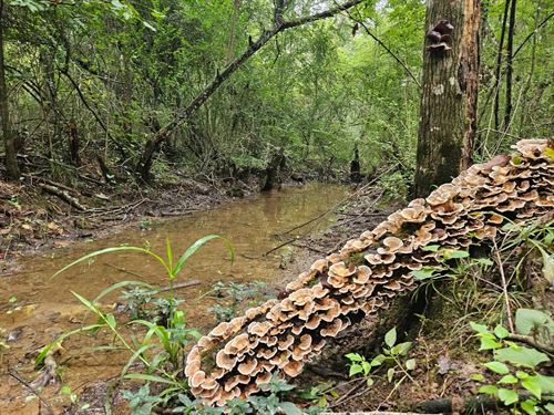 109 Acres of Prime Recreational Lan : Mount Olive : Covington County : Mississippi