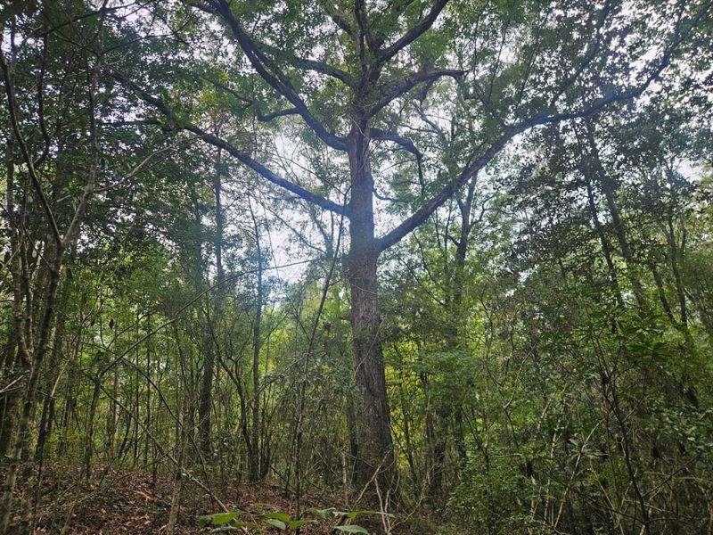 78 Acres Along Bouie River : Mount Olive : Covington County : Mississippi