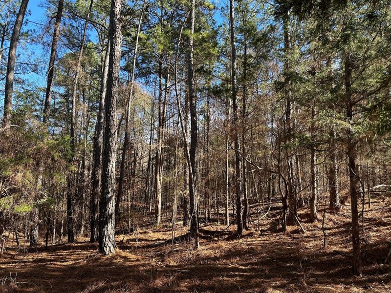 Wooded Wonder Near The Water : Hodges : Greenwood County : South Carolina