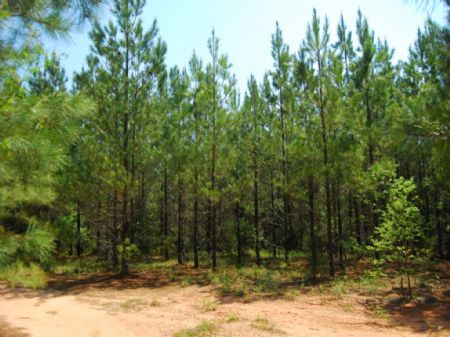 65-acre Recreational / Timber Tract : Cross Anchor : Spartanburg County : South Carolina