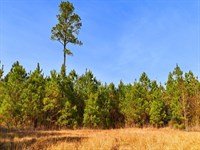 86.69 Acres of Timberland, Resident : La Grange : Lenoir County : North Carolina