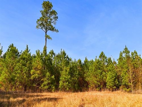 86.69 Acres of Timberland, Resident : La Grange : Lenoir County : North Carolina