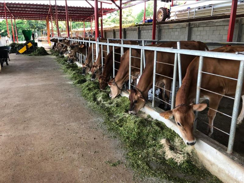 Beautiful 37 Acre Farm with Dairy : Upala : Costa Rica