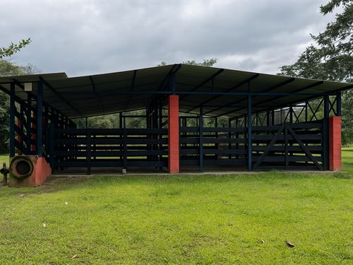 Cattle Ranch Sarapiqui : Sarapiqui : Costa Rica
