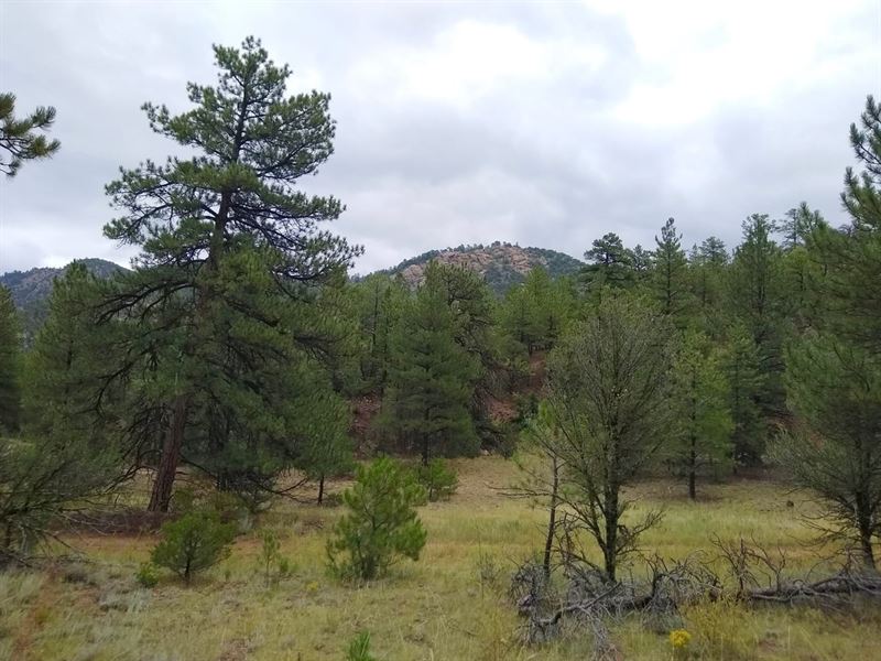Gold Pan at Copper Gulch : Cotopaxi : Fremont County : Colorado
