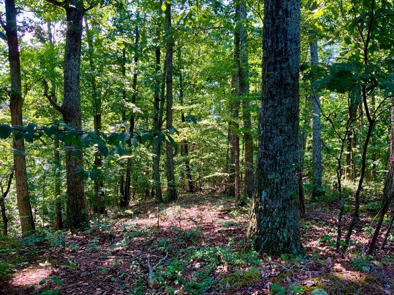 44.1 Acre Hardwood / Hunting Tract : Dover : Stewart County : Tennessee