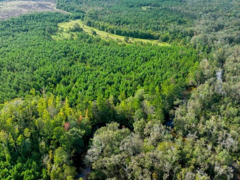 Double Creek Timber : Ideal : Macon County : Georgia