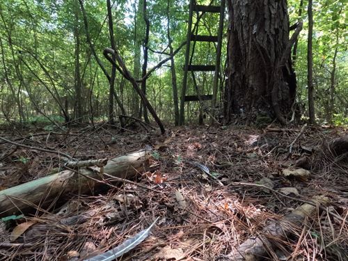 40 Acres Inside Bienville National : Forest : Scott County : Mississippi