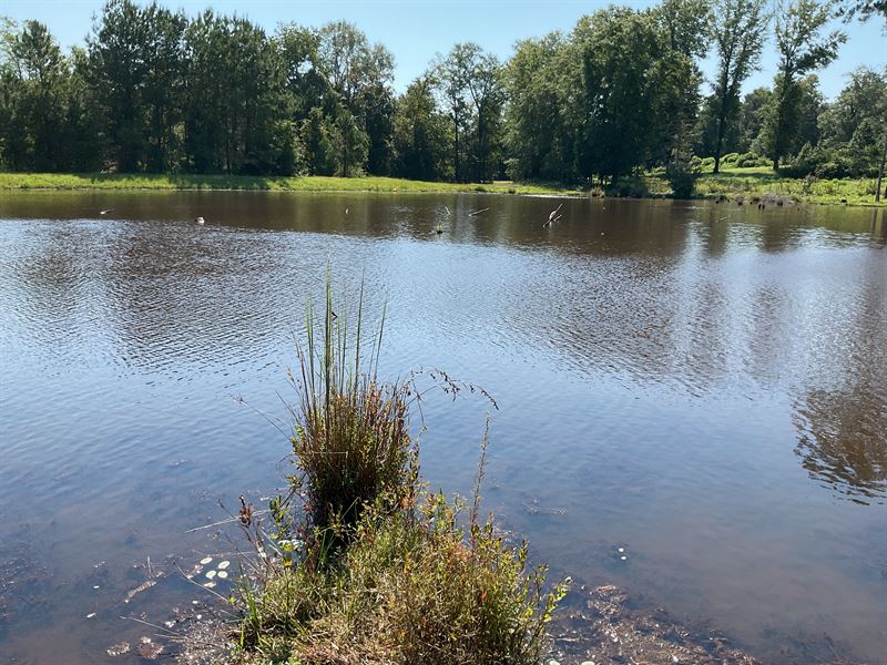 County Road 161 Tract-105 Acres : Brundidge : Coffee County : Alabama