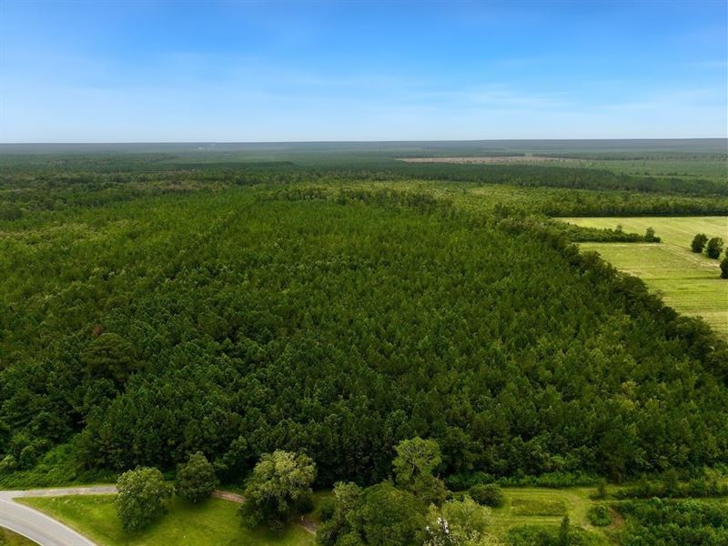 41 Acres of Planted Timber Land : Maysville : Jones County : North Carolina