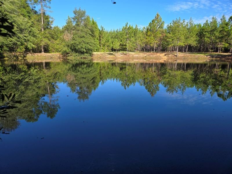 Mule Pen Creek Timber : Adrian : Emanuel County : Georgia