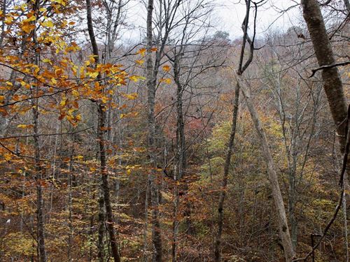 Own Off Grid Land for $999 Down : Hyden : Leslie County : Kentucky