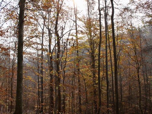 $999 Down/No Credit Check Land : Hyden : Leslie County : Kentucky