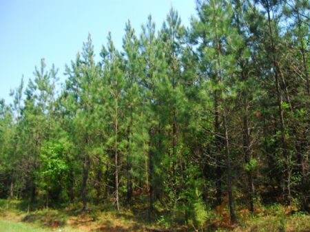 56 Acre Upstate Recreational Tract : Cross Anchor : Spartanburg County : South Carolina