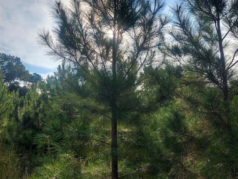 Hart Tract-96 Acres : Georgetown : Quitman County : Georgia