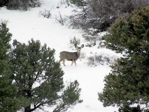 40 Acres Surrounded by Public Lands : Mountain Meadow Ranches : Elko County : Nevada