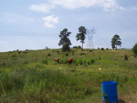 19+/- Ac. Fenced Pasture / Horses : Adairsville : Gordon County : Georgia
