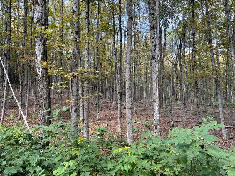 Borders Beaver Meadow State Forest : Otselic : Chenango County : New York
