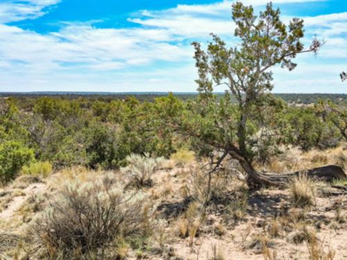 40 Acres Near Petrified Forest : Saint Johns : Apache County : Arizona