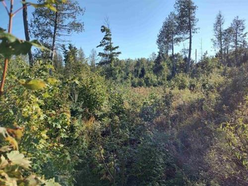 Wooded 80 Acres with a Creek : Covington : Baraga County : Michigan