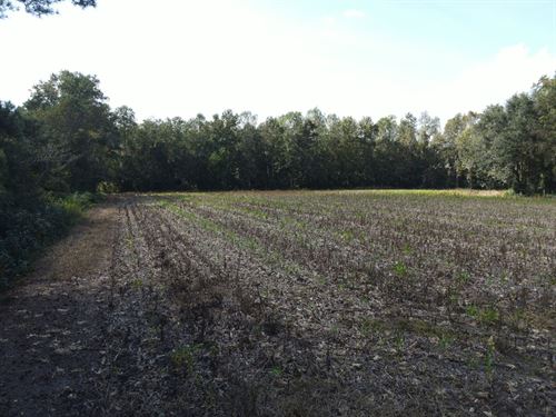 19 Acres in Bladen County NC : Clarkton : Bladen County : North Carolina